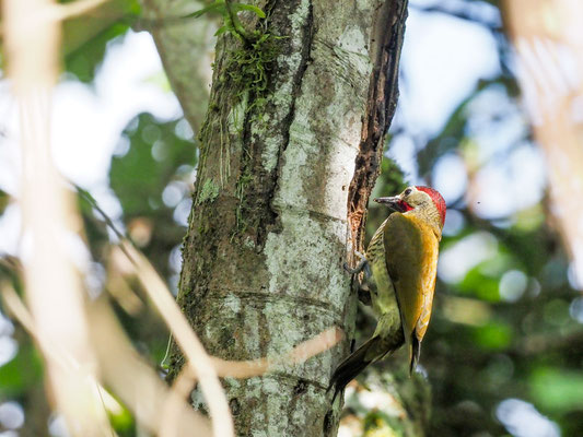 Sperlingsspecht, Little Woodpecker - Veniliornis passerinus