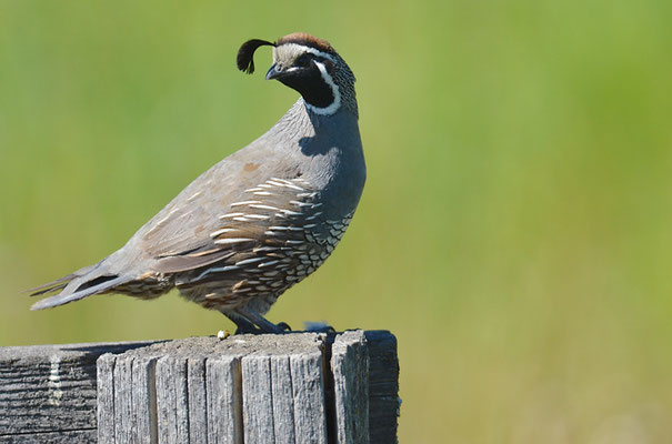 KALIFORNISCHE SCHOPFWACHTEL, CALIFORNIA QUAIL, CALLIPEPLA CALIFORNICA