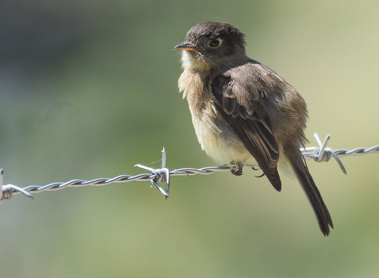 KAPUTZENTYRANN, BLACK-CAPPED FLYCATCHER, EMPIDONAX ATRICEPS