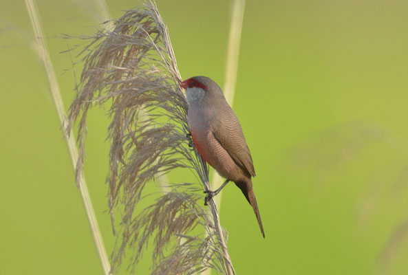 WELLENASTRILD, COMMON WAXBILL, ESTRILDA ASTRILD