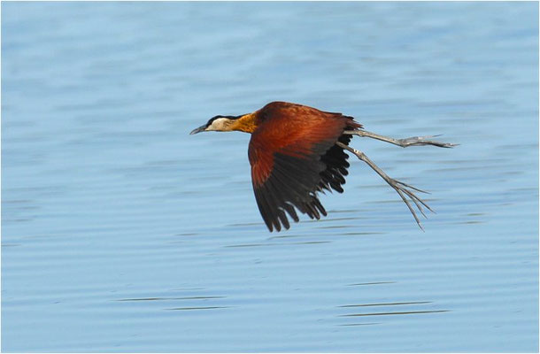 BLAUSTIRN-BLATTHÜHNCHEN, AFRICAN JACANA, ACTOPHILORNS AFRICANUS