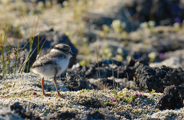 SANDREGENPFEIFER, RINGED PLOVER, CHARADRIUS HIATICULA