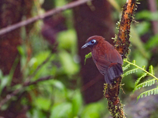 ZELEDONS AMEISENVOGEL, HAFFERIA ZELEDONI - MYRMECIZA ZELEDONI