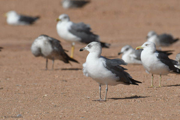 MITTELMEERMÖWE, YELLOW-LEGGED GULL, LARUS MICHAHELLIS