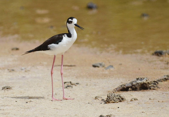 Amerikanischer Stelzenläufer, Black-necked stilt, Himantopus mexicanus