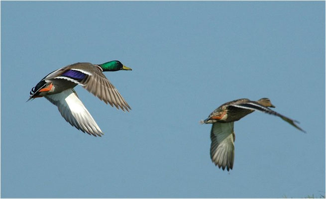 STOCKENTE, MALLARD, ANAS PLATYRHYNCHOS