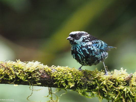 SILBERFLECKENTANGARE, BERYL-SPANGLED TANAGER - TANGARA NIGROVIRIDIS