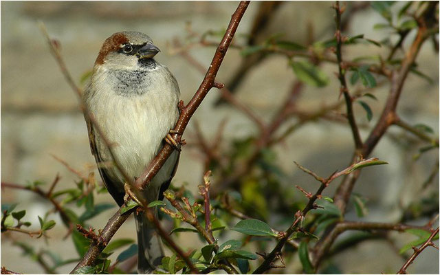 HAUSSPERLING, HOUSE SPARROW, PASSER DOMESTICUS