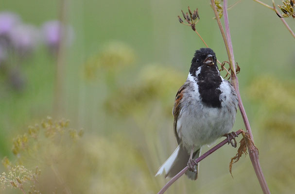ROHRAMMER, REED BUNTING, EMBERIZA SCHOENICLUS