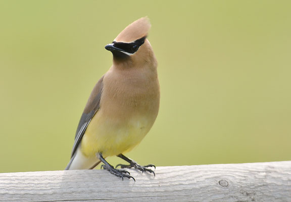 Zedernseidenschwanz - Cedar Waxwing (Bombycilla cedrorum
