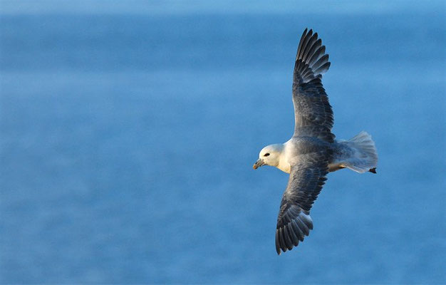 EISSTURMTAUCHER, FULMAR, FULMARUS GLACIALIS 