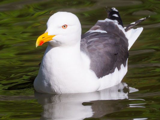 Heringsmöwen leben sehr räuberisch von u.a. den Küken der Enten, Rallen, Seeschwalben und Limikolen.
