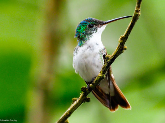 ANDENAMAZILIE, ANDEAN EMERALD - AMAZILIA FRANCIAE