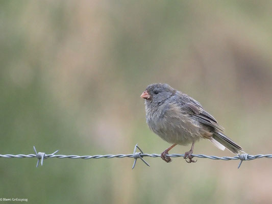 SCHLICHTSAMENFRESSER, PLAIN-COLORED SEEDEATER - CATAMENIA INORNATA