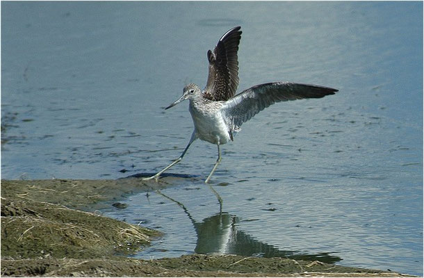 GRÜNSCHENKEL, GREENSHANK, TRINGA NEBULARIA