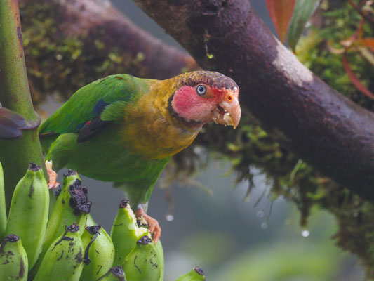 ROSENWANGENPAPAGEI, ROSE-FACELD PARROT - PYRILLA PULCHRA