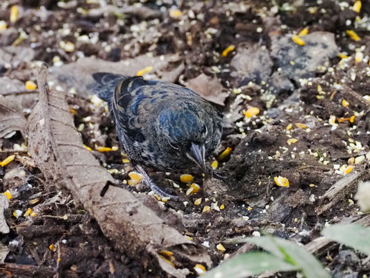 JACARINIAMMER, BLUE-BLACK GRASSQUIT - VOLATINIA JACARINA