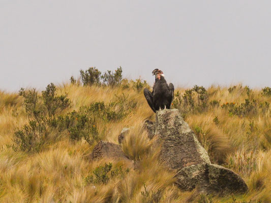 ANDENKONDOR, ANDEAN CONDOR - VULTUR GRYPHUS