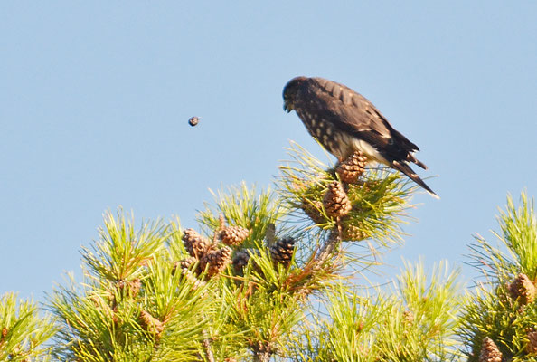 MERLIN, MERLIN, FALCO COLUMBARIUS
