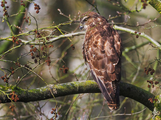 Mäusebussard, common buzzard, buteo buteo