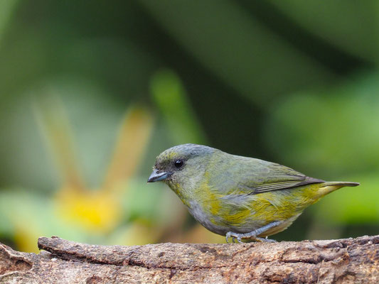 GELBBAUCHORGANIST, ORANGE-BELLIED EUPHONIA - EUPHONIA XANTHOGASTER