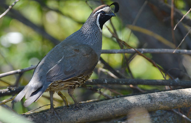 KALIFORNISCHE SCHOPFWACHTEL, CALIFORNIA QUAIL, CALLIPEPLA CALIFORNICA