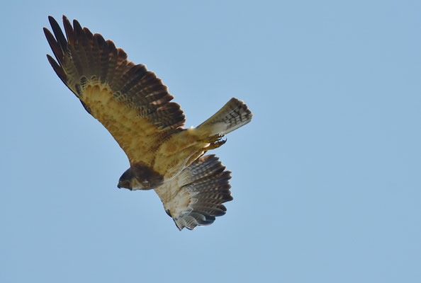 PRÄRIEBUSSARD, SWAINSON´S HAWK, BUTEO SWAINSONI