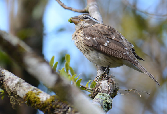 ROSENBRUST-KERNKNACKER, ROSE-BREASTED GROSBEAK, PHEUCTICUS LUDOVICIANUS