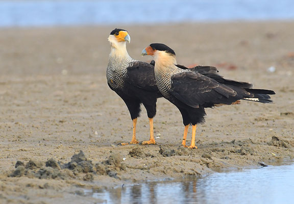 SCHOPFKARAKARA, SOUTHERN CARACARA, CARACARA PLANCUS