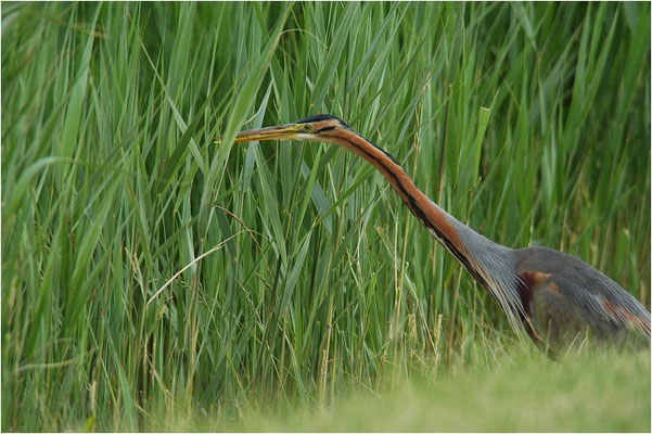 PURPURREIHER, PURPLE HERON, ARDEA PURPUREA