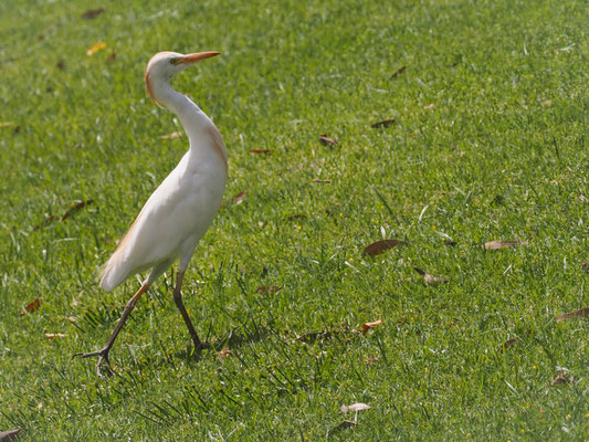 Kuhreiher, western cattle egret, bubulcus ibis