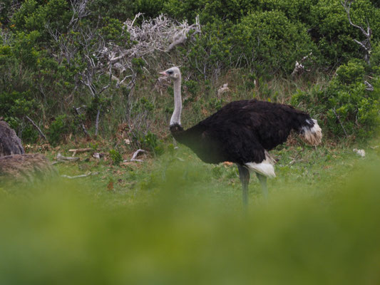 Strauß, common ostrich, struthio camelus - südafrika