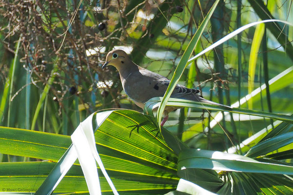 CAROLINATAUBE, MOURNING DOVE, ZENAIDA MACROURA