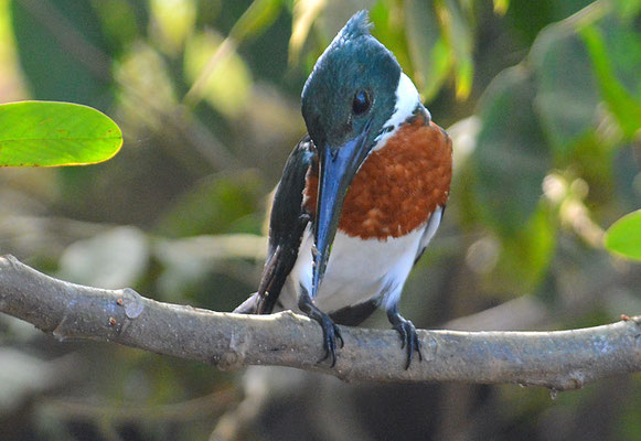 AMAZONASFISCHER, AMAZON KINGFISHER, CHLOROCERYLE AMAZONA