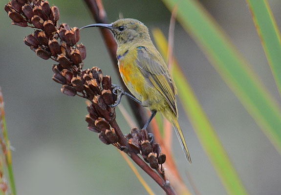 GOLDBRUSTNEKTARVOGEL, ORANGE-BREASTED SUNBIRD, ANTHOBAPHES VIOLACEA