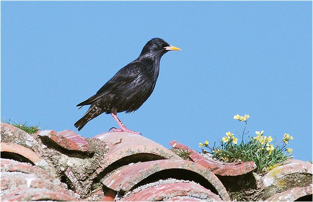 EINFARBSTAR, SPOTTLESS STARLING, STURNUS UNICOLOR