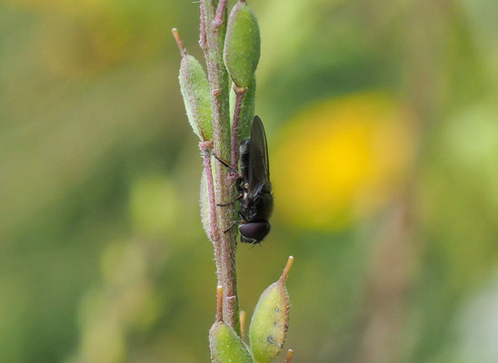 PILZ-ERZSCHWEBFLIEGE, CHEILOSIA SCUTELLATA