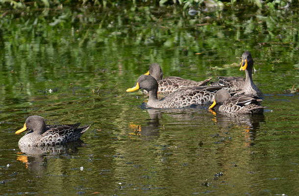 GELBSCHNABELENTE, YELLOW-BILLED DUCK, ANAS UNDULATA