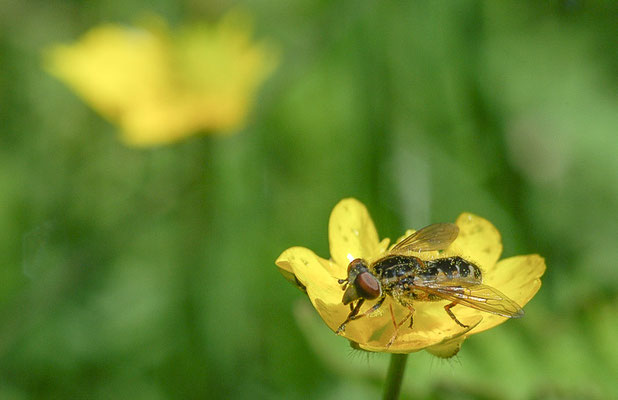 GESTREIFTE NASENSCHWEBFLIEGE, ANASIMYIA LINEATA