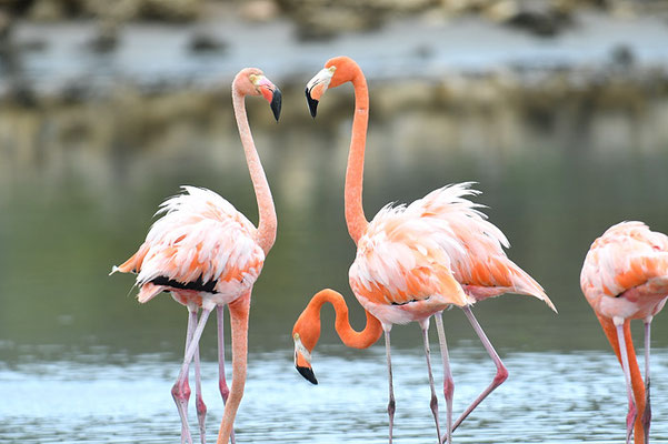 ROTER FLAMINGO (KUBAFLAMINGO), AMERICAN FLAMINGO, PHOENICOPTERUS RUBER