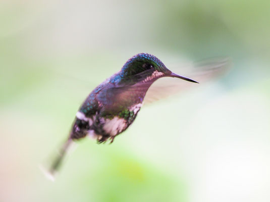 GRÜNE FADENELFE, GREEN THORNTAIL, DICOSURA CONVERSII - COSTA RICA