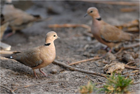 RÖTELTAUBE, VINACEOUS DOVE, STREPTOPELIA VINACEA