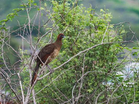 ROTKOPFGUAN, RUFOUS-HEADED CHACHALACA - ORTALIS ERYTHROPTERA
