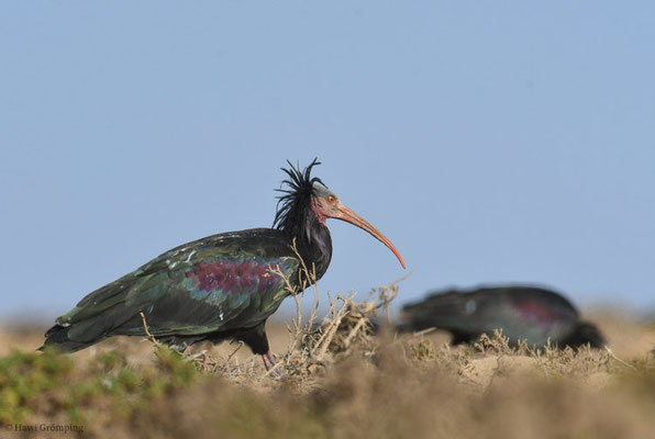 WALDRAPP, BALD IBIS, GERONTICUS EREMITA