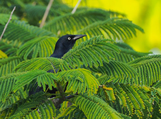 ANTILLENGRACKEL, GREATER ANTILLEAN GRACKLE, QUISCALUS NIGER