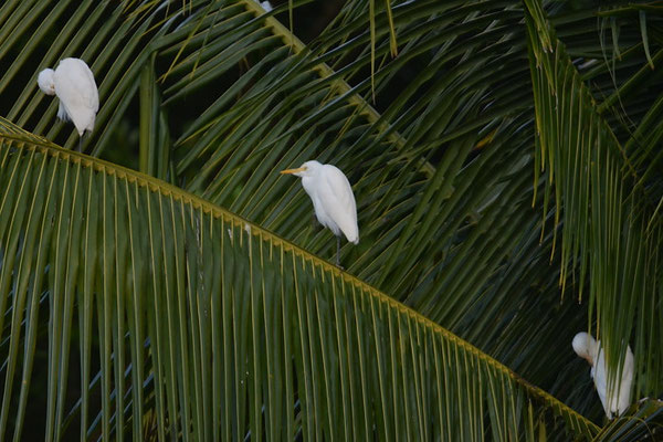 KUHREIHER, CATTLE EGRET, BUBULCUS IBIS