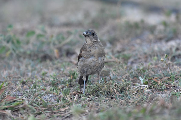 FAHLBRUSTDROSSEL, PALE-BREASTED TRUSH, TURDUS LEUCOMELAS