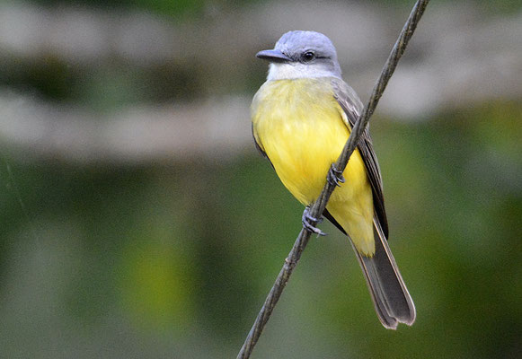 TRAUERTYRANN, TROPICAL KINGBIRD, TYRANNUS MELANCHOLICUS