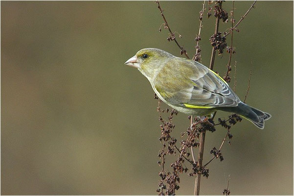 GRÜNFINK, GREENFINCH, CHLORIS CHLORIS