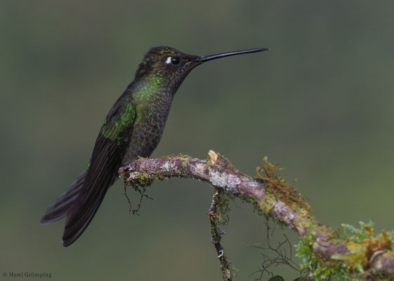 TALAMANCA-KOLIBRI, ADMIRABLE HUMMINGBIRD, EUGENES SPECTABILIS